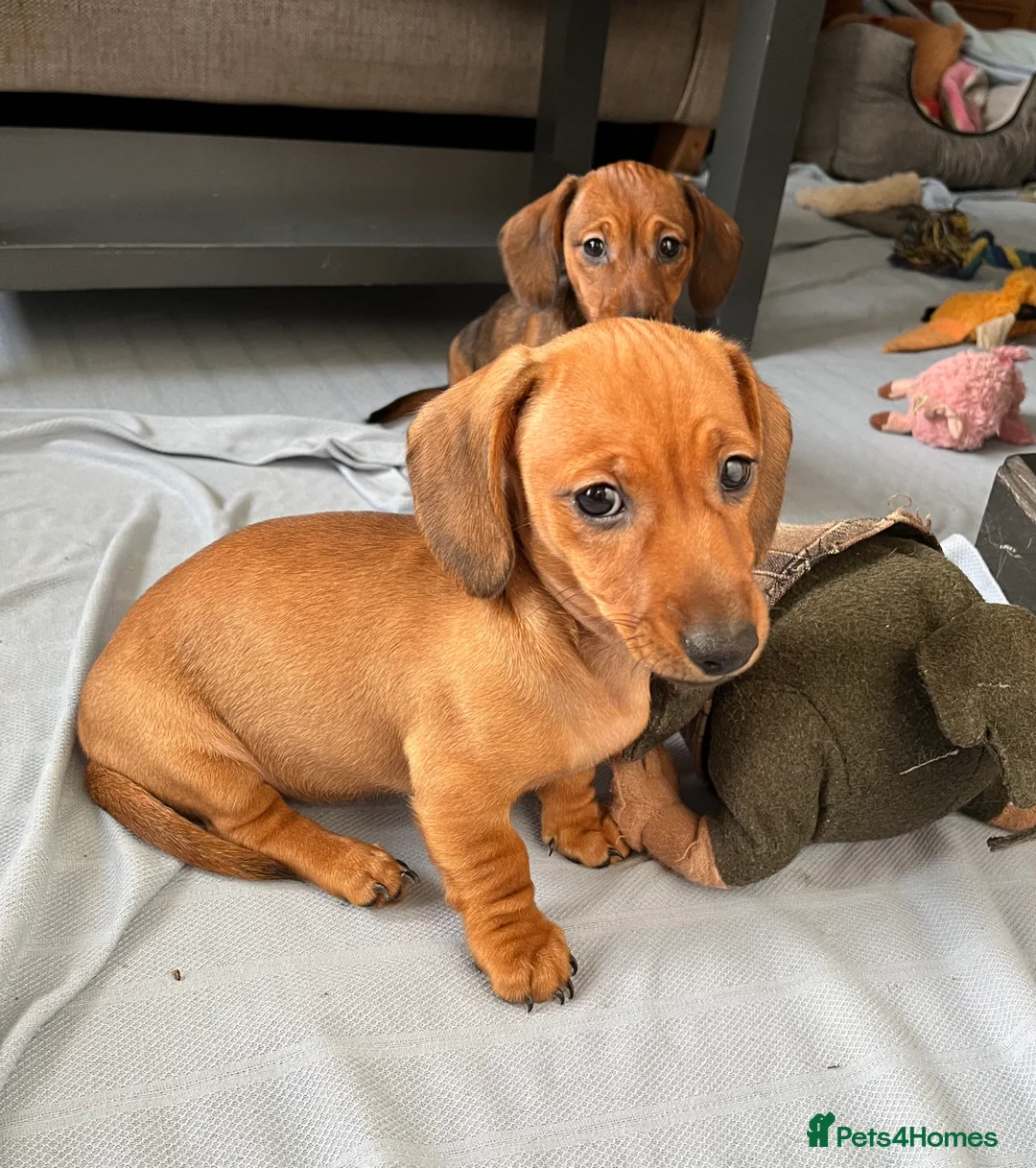 Dachshund dogs for sale: Red dachshund puppies  - Advert 1