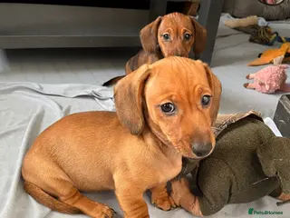 Dachshund dogs Red shaded dachshund puppies - Advert 15