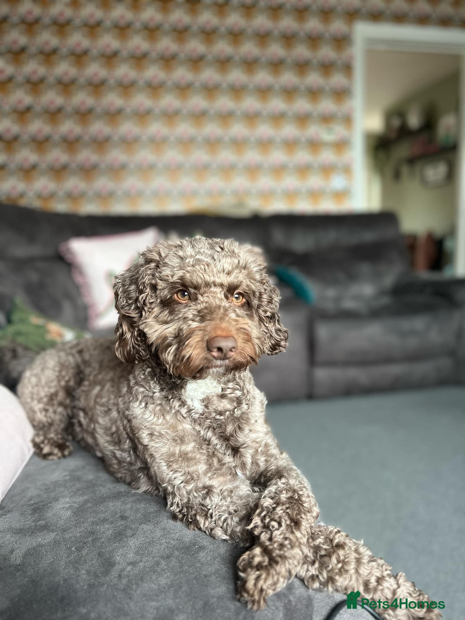 Cockapoo dogs PROVEN Chocolate brown cockapoo for stud in Boston - Advert 1