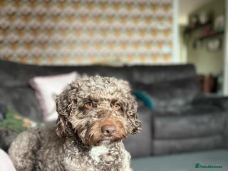 Cockapoo dogs in Boston - Advert 25