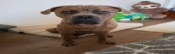 Mixed Breed dogs for sale: Scar: Sweet & Cuddly Pup Looking for a Loving Home in Banbury - Advert 4
