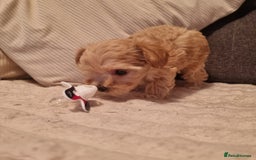Maltipoo dogs for sale: F1 tiny maltipoo teddies  - Image 4