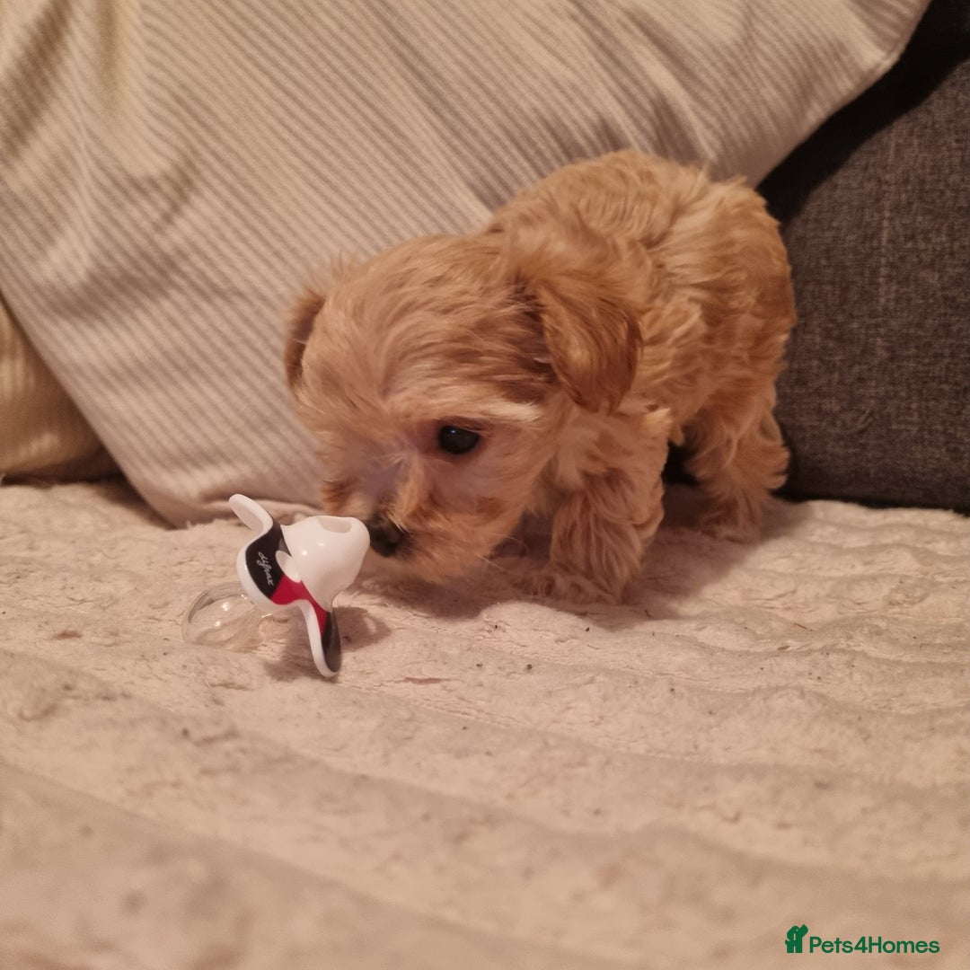 Maltipoo dogs for sale: F1 tiny maltipoo teddies  - Image 4