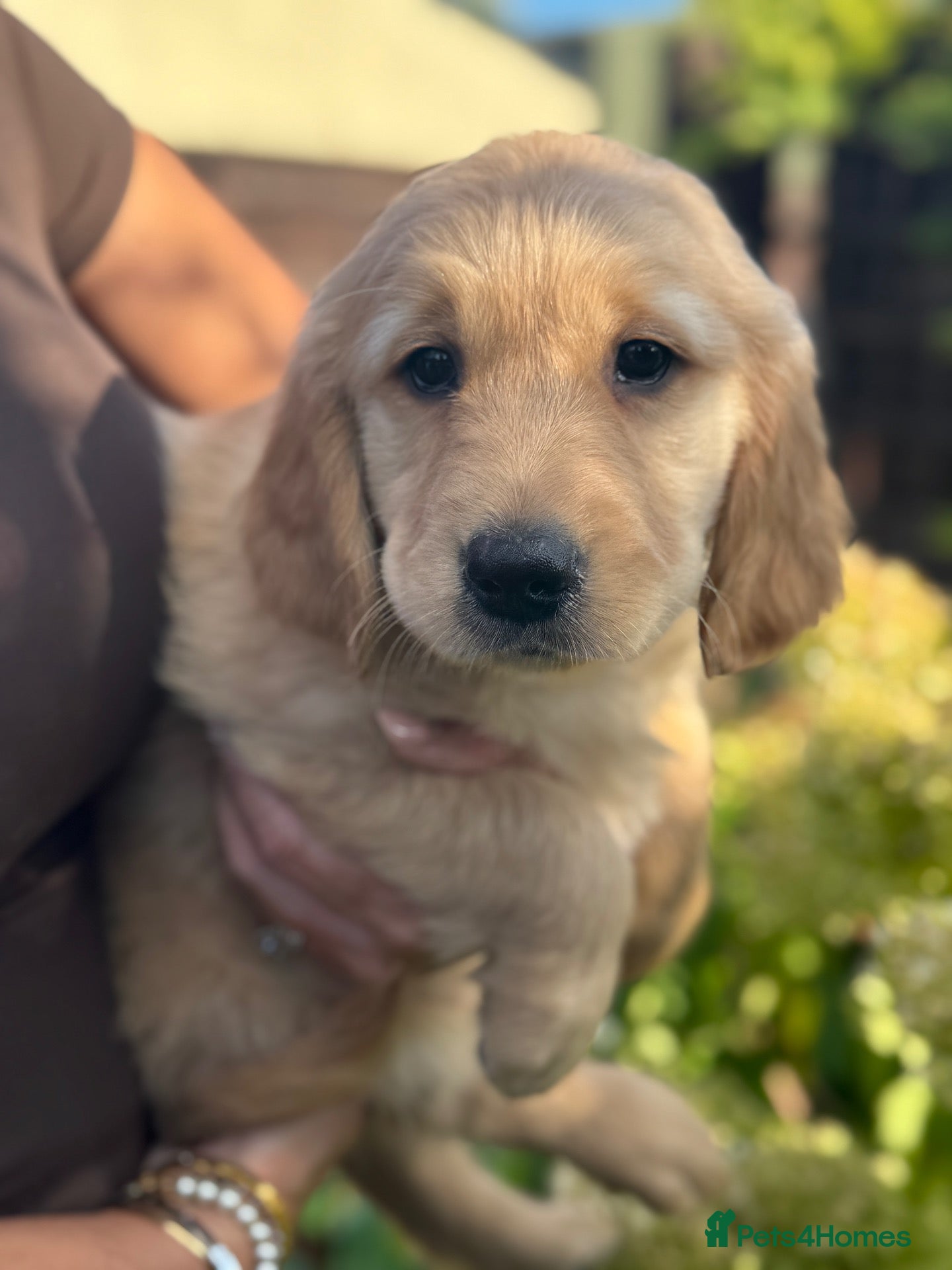 Golden Retriever dogs 1 boy remaining 💙KC registered golden retriever  - Advert 1