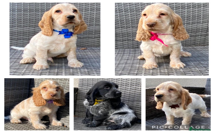 Cocker Spaniel dogs - Advert 10