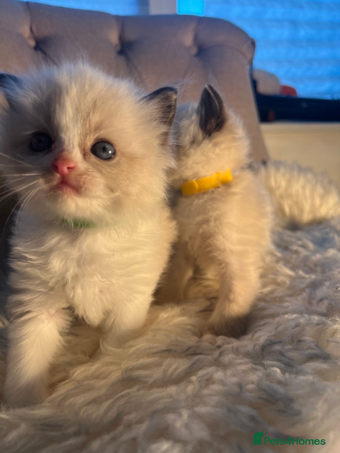 Ragdoll cats for sale: Ragdoll kittens pure breed!!! 😺 - Image 2