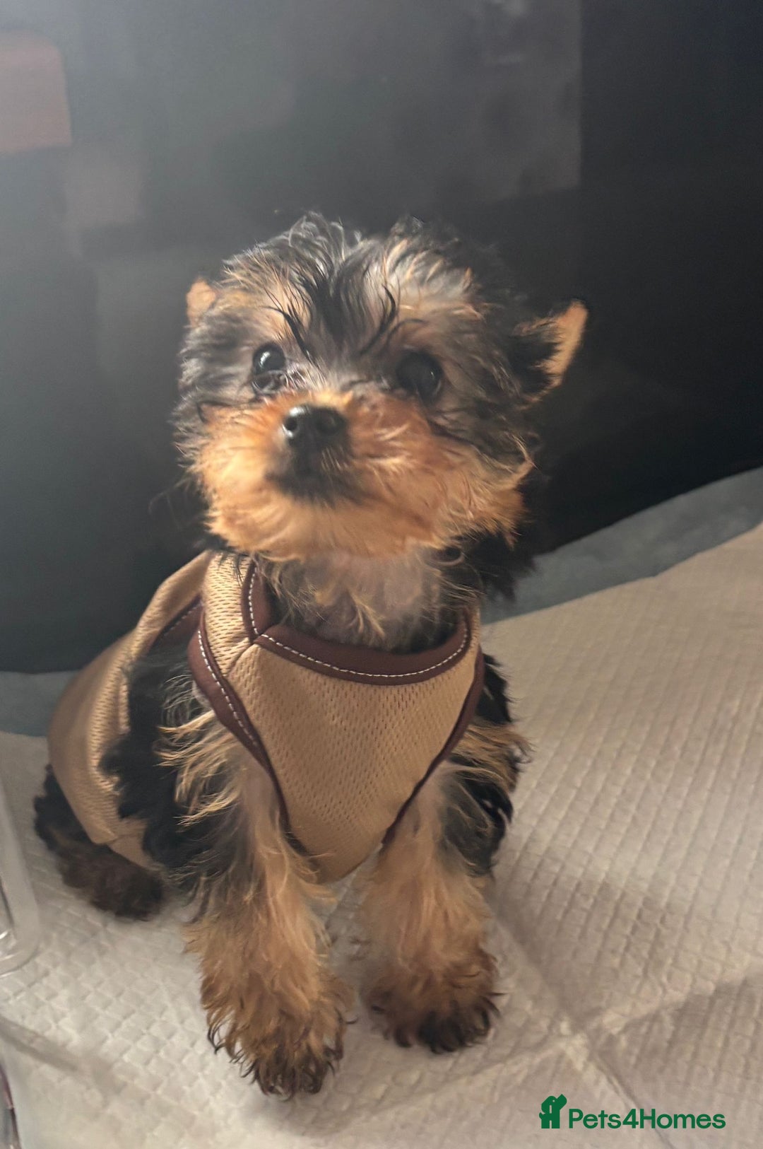 Yorkshire Terrier dogs for sale: Gorgeous Tiny Little Yorkshire terrier Girl - Image 4
