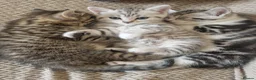 British Shorthair cats for sale: British Shorthair Cross Kittens - Advert 4