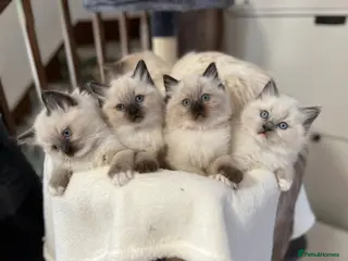 Ragdoll cats Ragdoll Kittens - Advert 1
