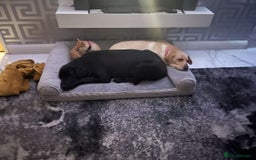 Labrador Retriever dogs for stud: Stud  - Image 3