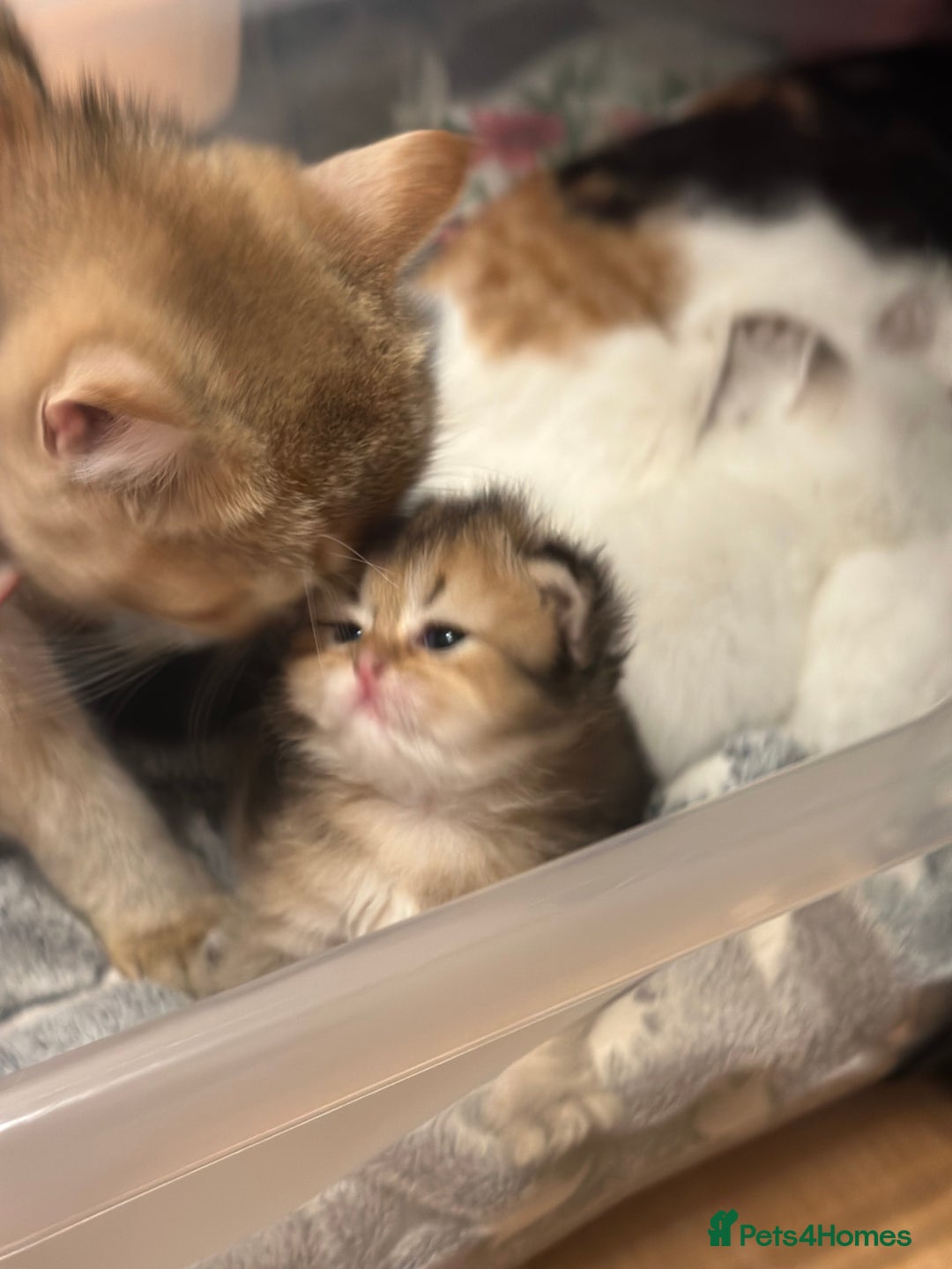 British Longhair cats for sale: Rare Golden Shaded British Longhair Girl Teddy  - Image 26