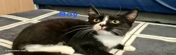 Mixed Breed cats for sale: Beautiful Mix Breed Kittens  in Harrow - Advert 7
