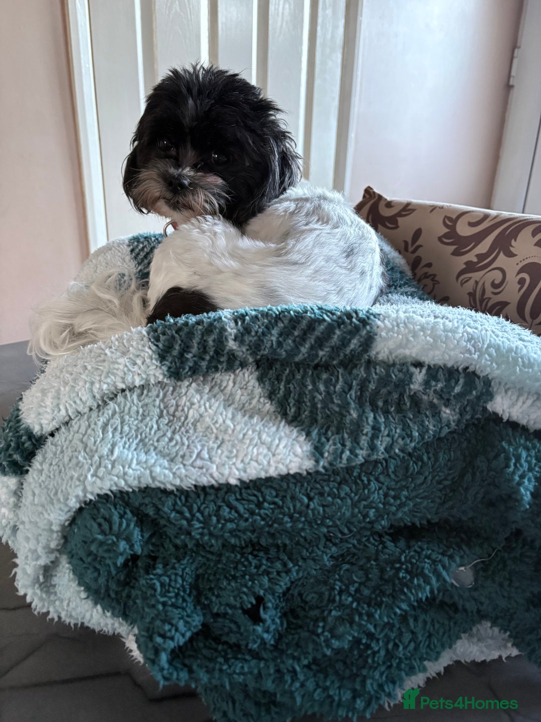 Mixed Breed dogs for sale: Shih Tzu cross - teddy bear puppies - Advert 2