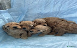 Cavapoo dogs for sale: Cavapoo puppies boys and girls available - Image 3