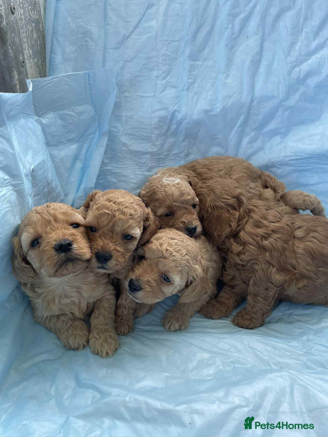 Cavapoo dogs for sale: Cavapoo puppies boys and girls available - Image 3