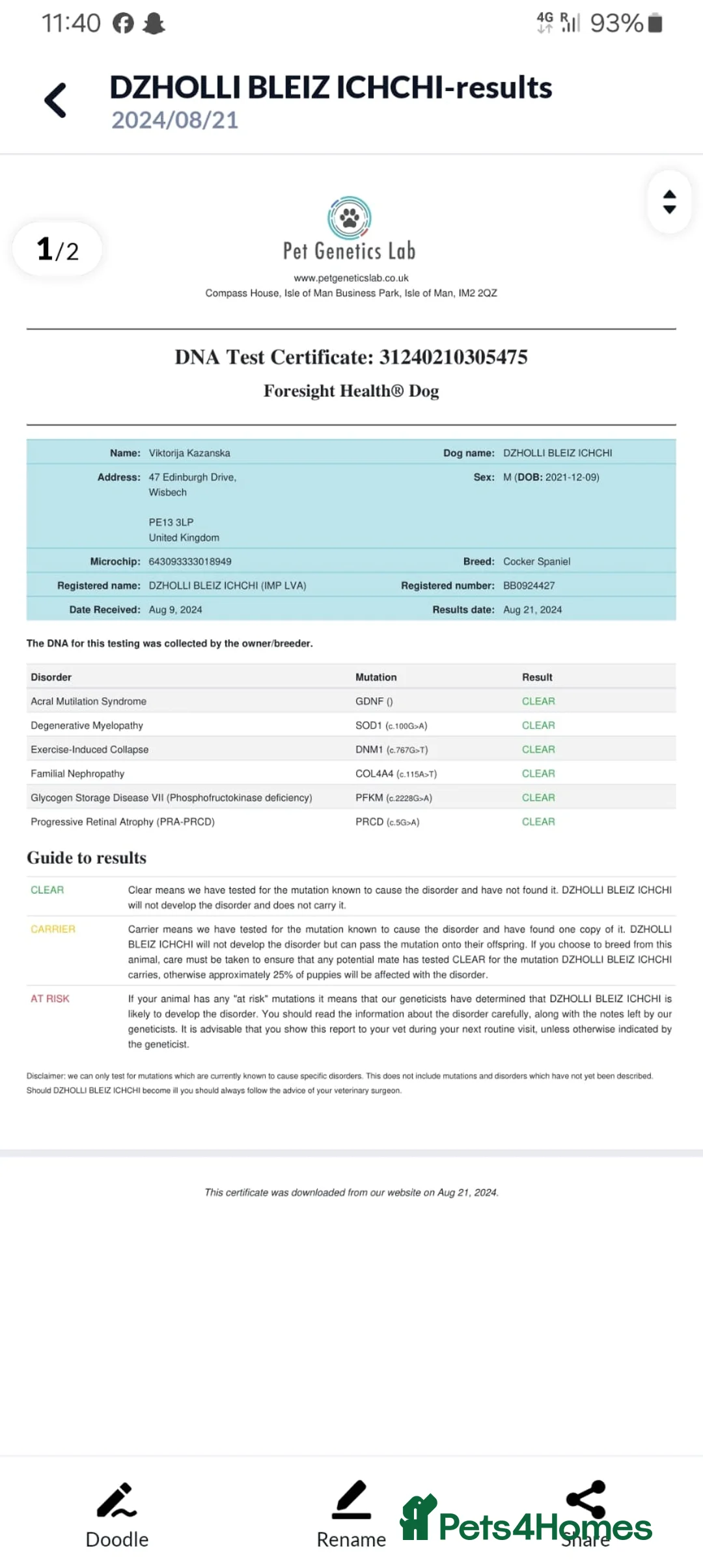 Cocker Spaniel dogs for stud: KC registered stud - Advert 2