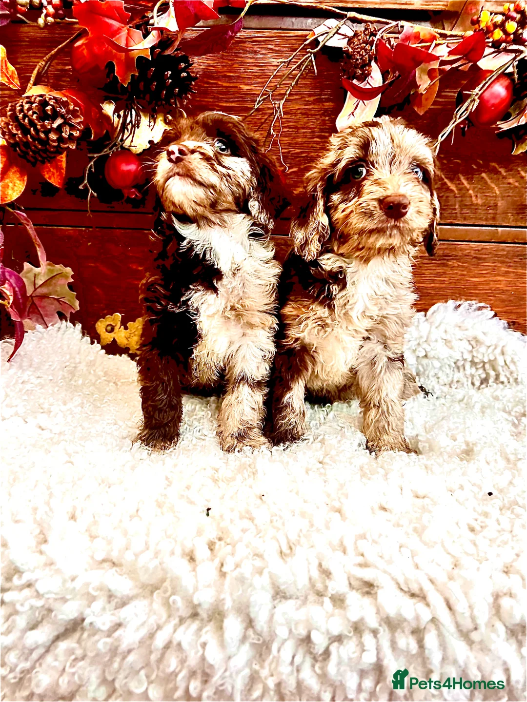 Sproodle dogs for sale: Chocolate Sproodle Puppies rare Merle  - Advert 4