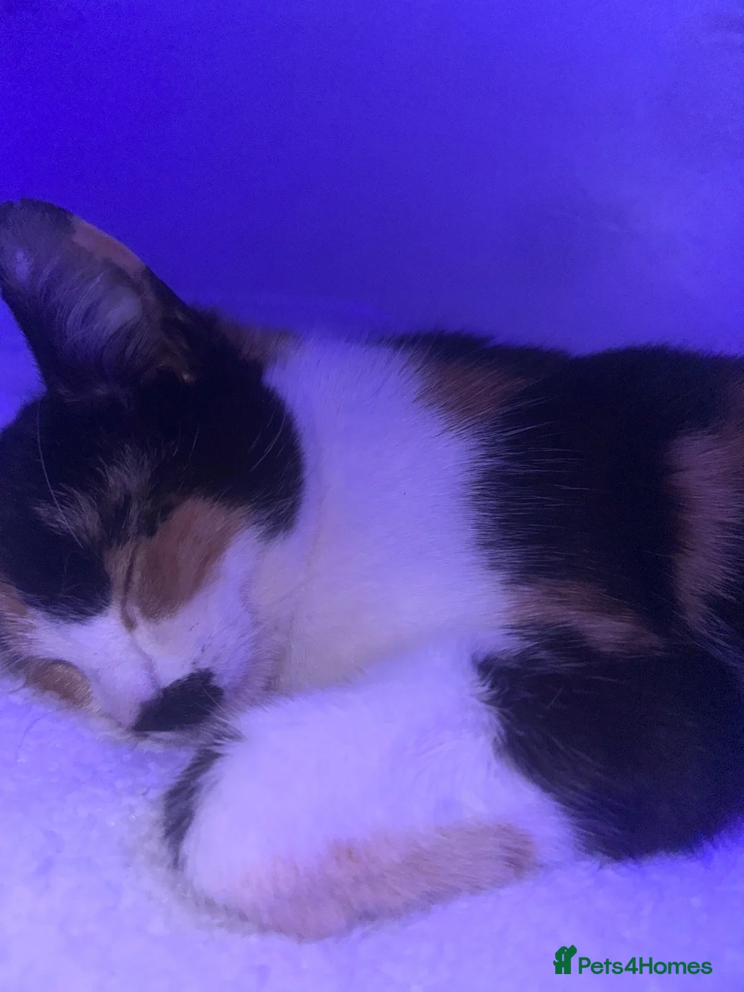 Mixed Breed cats for sale: 3 female kittens 1 male  in Coventry - Advert 1