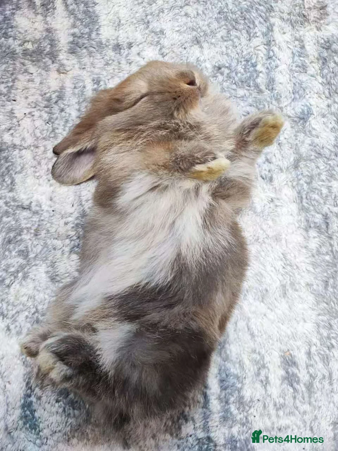 Mixed Breed rabbits for sale: A cute little rabbit - Advert 4