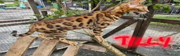 Bengal cats for sale: *Litter Trained*Playful Affectionate Show Quality  - Advert 13