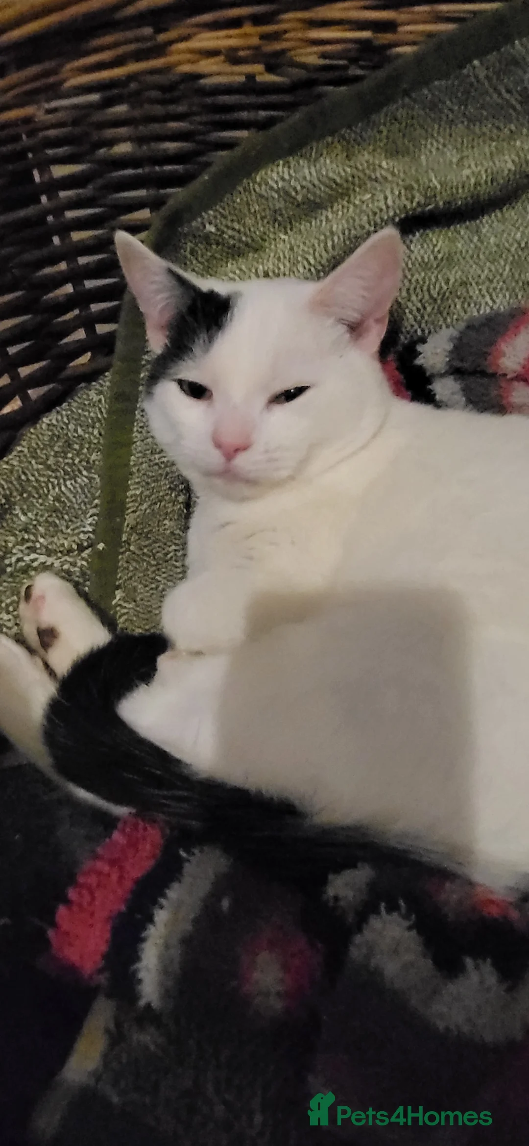 Mixed Breed cats for sale: Domestic Shorthair x Turkish Van  - Advert 2