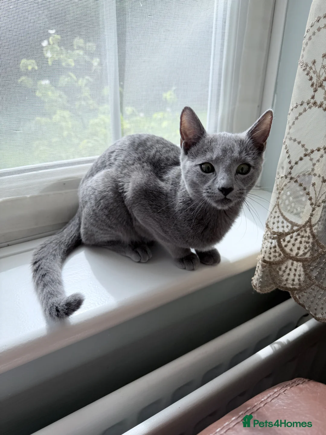 Russian Blue cats for sale: Russian Blue Kitten Looking for 4 Loving Home 🐾 - Advert 10