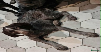 German Shorthaired Pointer dogs - Advert 5