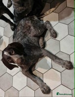 German Shorthaired Pointer dogs - Advert 1