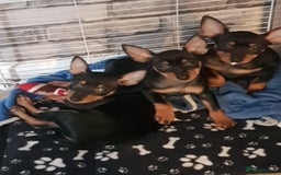 Miniature Pinscher dogs for sale: Beautiful miniature pinscher puppies  in Liverpool - Image 5