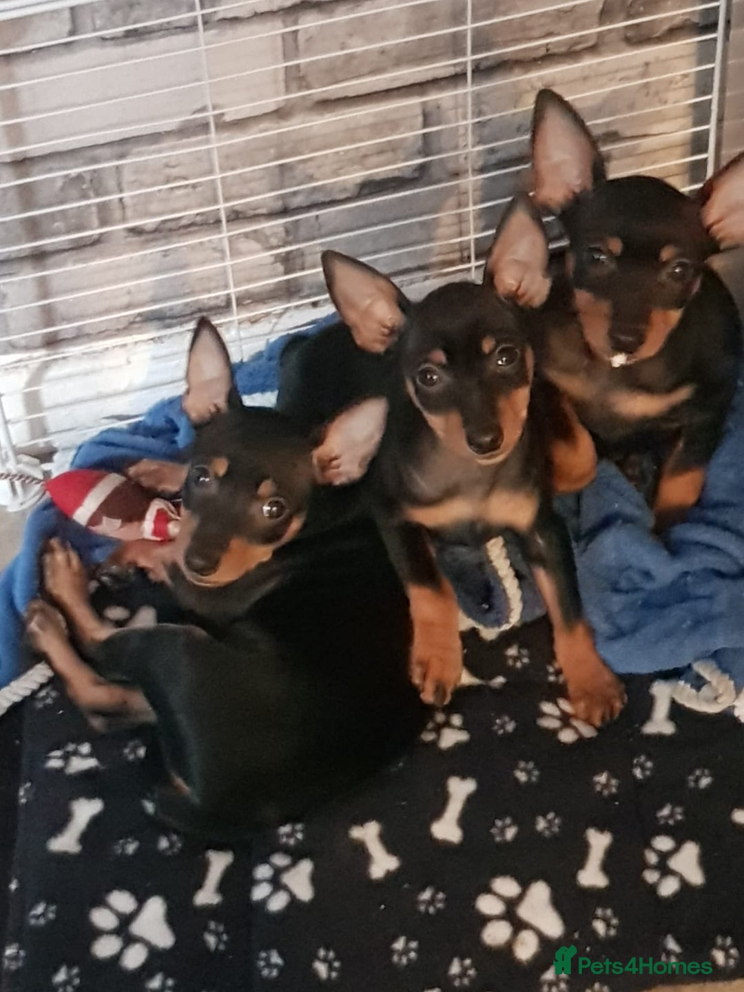 Miniature Pinscher dogs for sale: Beautiful miniature pinscher puppies  in Liverpool - Image 5