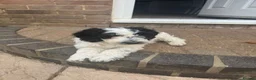 Cockapoo dogs for sale: 2 beautiful cockapoo puppies  - Advert 8