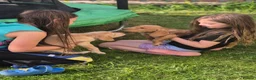 Cockerdor dogs for sale: F1b cockerdors - Advert 6