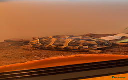 Hermann Tortoise reptiles for sale: Herman tortoise + entire setup - Image 9