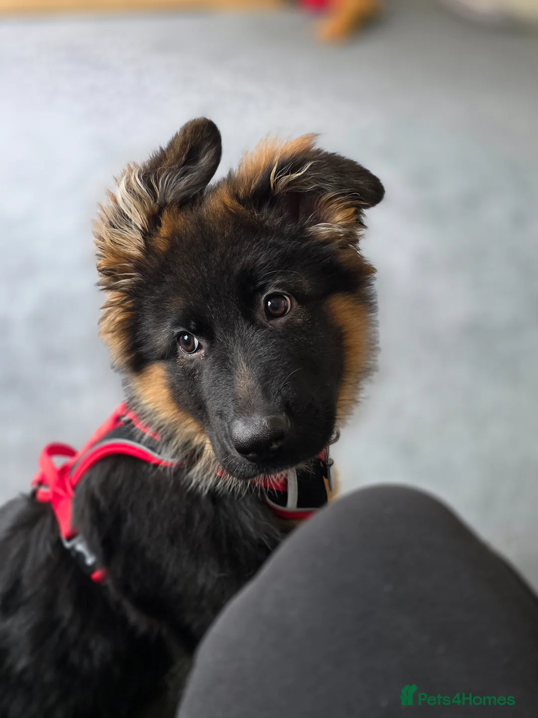 German Shepherd dogs for sale: Gorgeous KC Registered Male German Shepherd - Advert 19