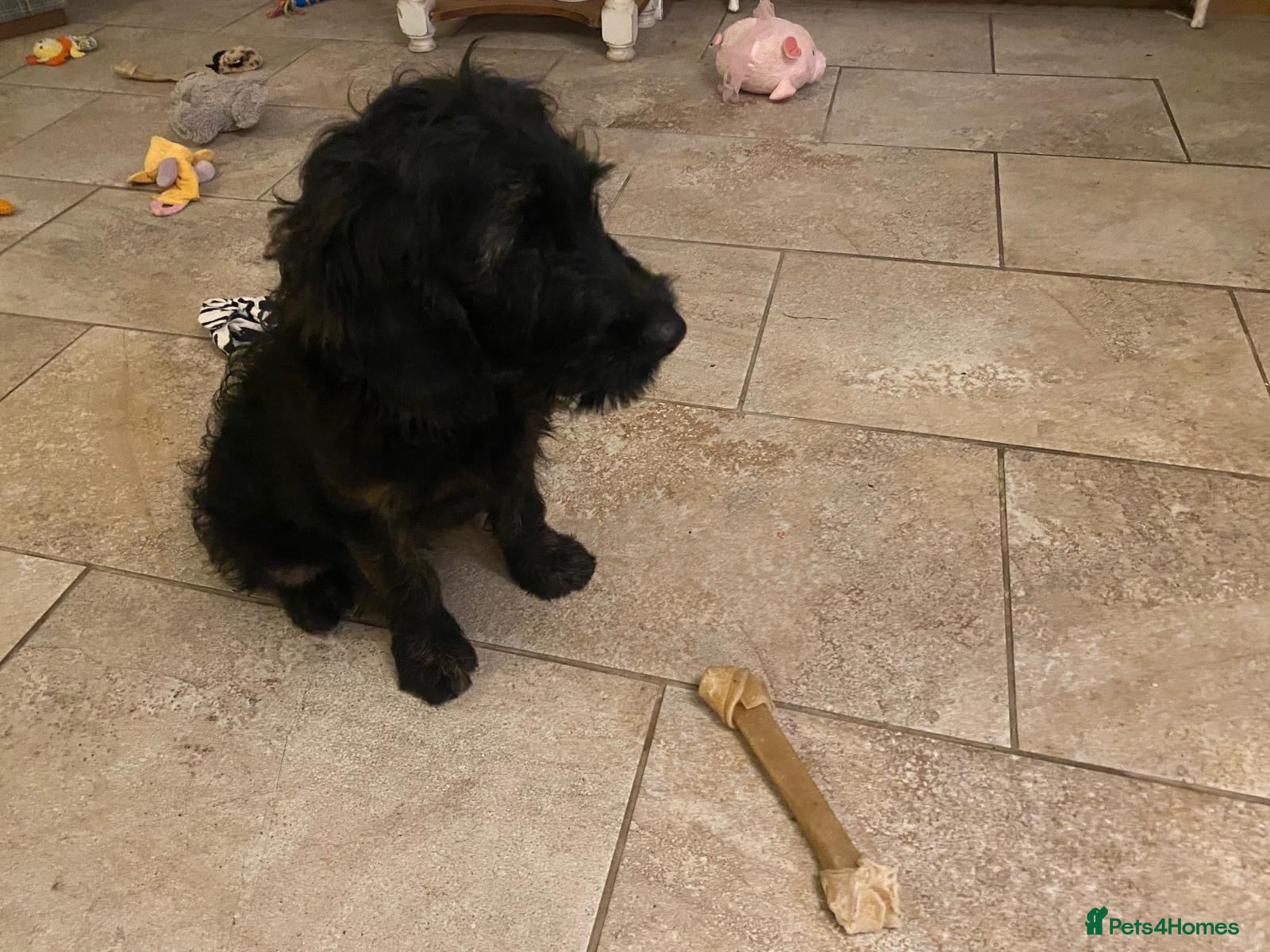 Goldendoodle dogs for sale: Golden doodle - Advert 4