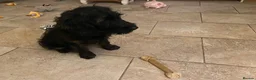 Goldendoodle dogs for sale: Golden doodle - Advert 1