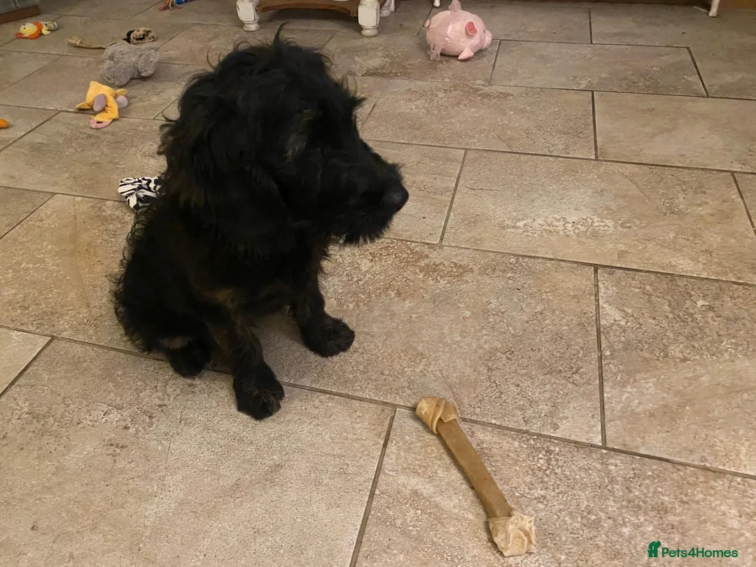 Goldendoodle dogs for sale: Golden doodle - Advert 1