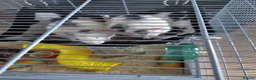 Rat rodents for sale: 2 male rats in Thetford - Advert 22