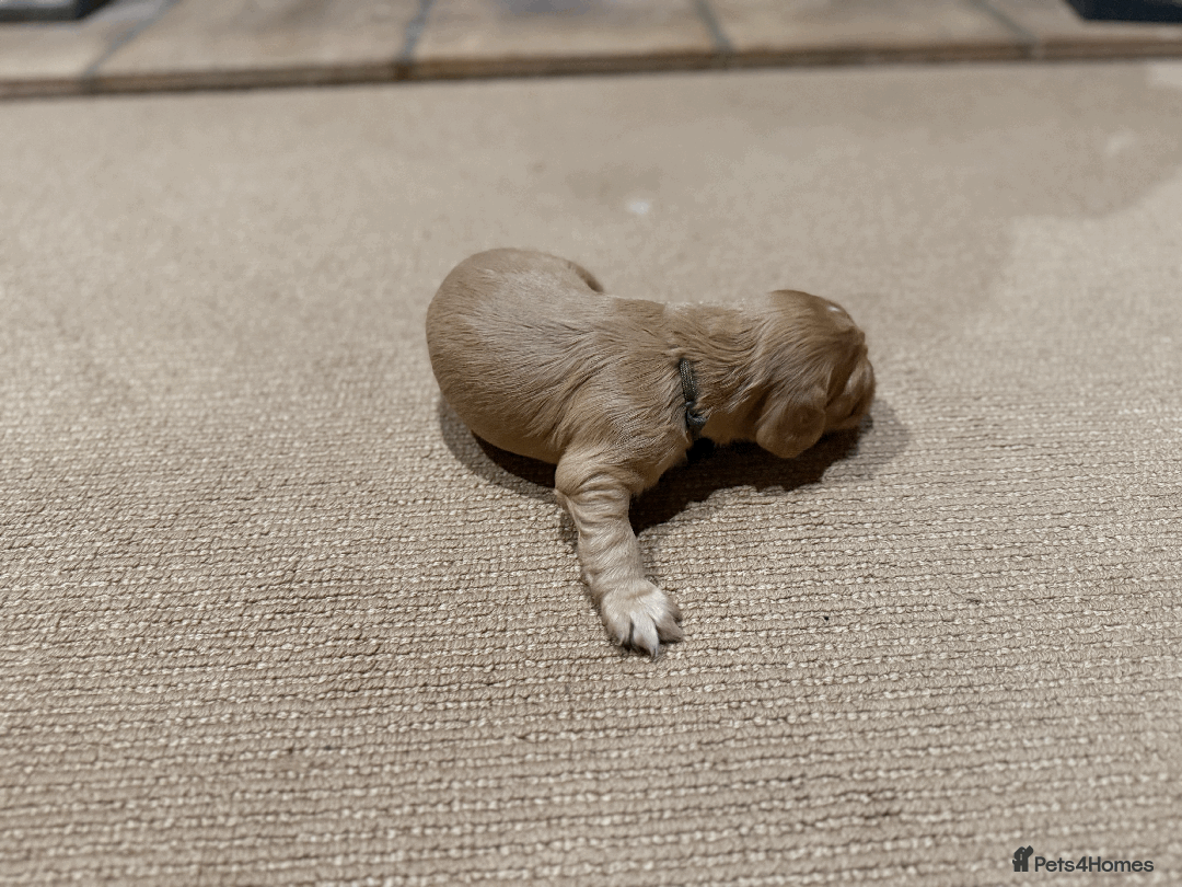 Cocker Spaniel dogs for sale: Lemon Cocker Spaniels ( Four Girls ) - Advert 7