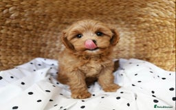 Cavapoo dogs for sale: Beautiful Cavapoo puppies! - Image 16