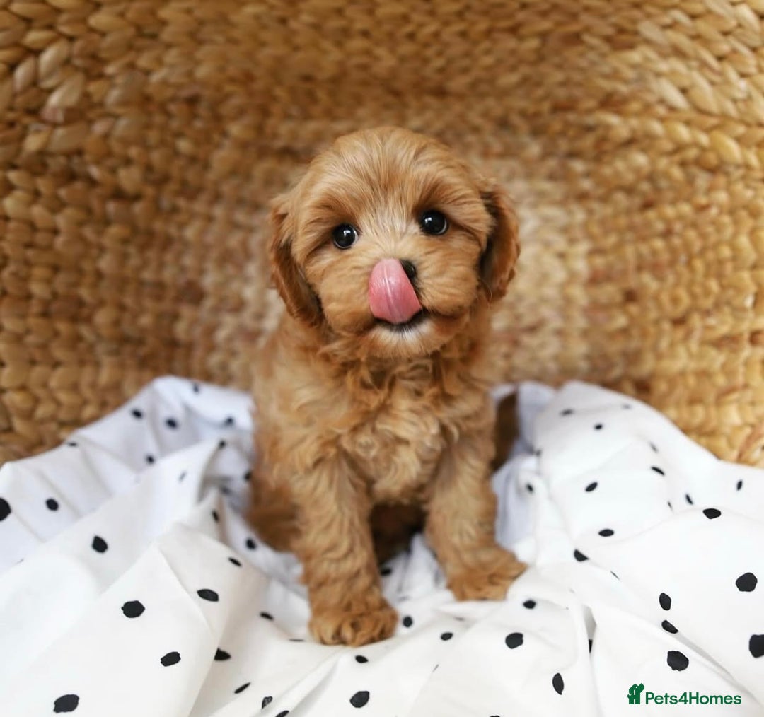 Cavapoo dogs for sale: Beautiful Cavapoo puppies! - Image 16