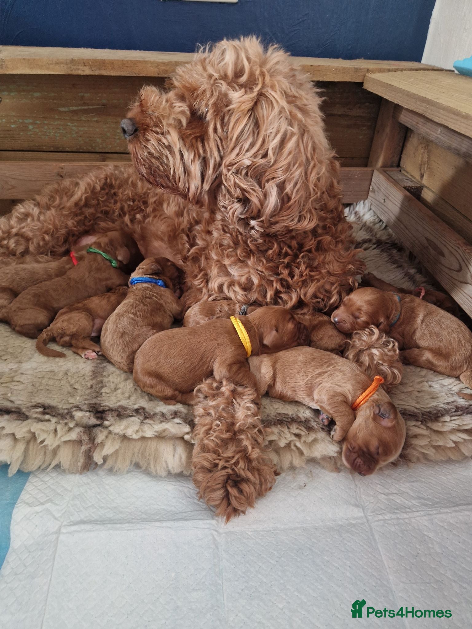 Cavapoo dogs Cavapoo puppies  - Advert 2