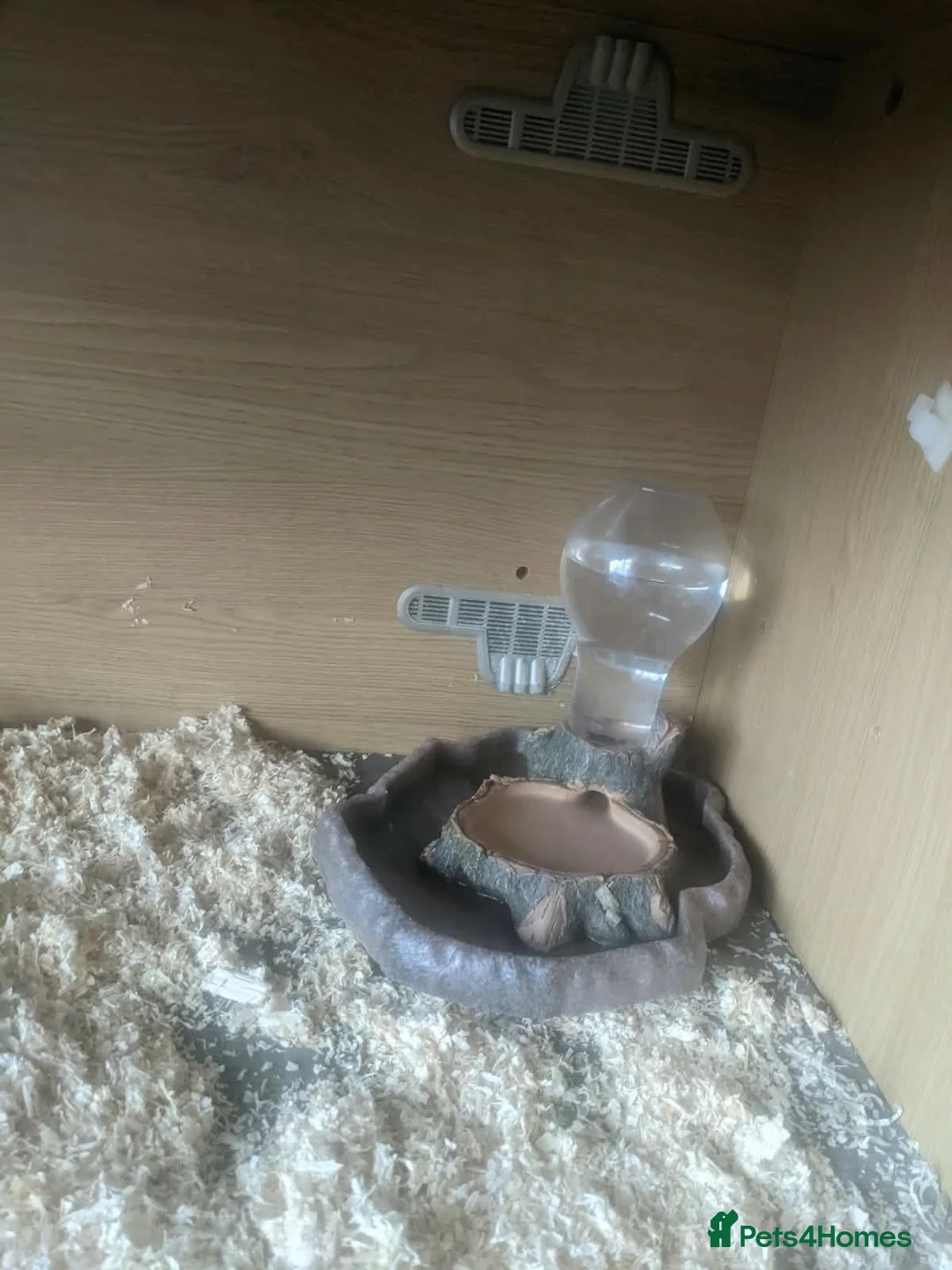 Tortoise reptiles for sale: Herman tortoises,vivarium and lamp.full set up - Advert 7