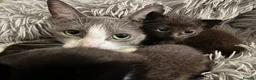 Domestic Shorthair cats for sale: 2x boys 2x girls in Worcester - Advert 2