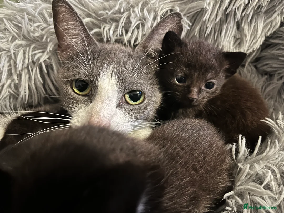 Domestic Shorthair cats for sale: 2x boys 2x girls in Worcester - Advert 2