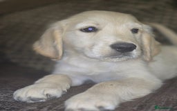 Golden Retriever dogs for sale: Ready to leave now 💕 fully vaccinated 🥰 - Image 14