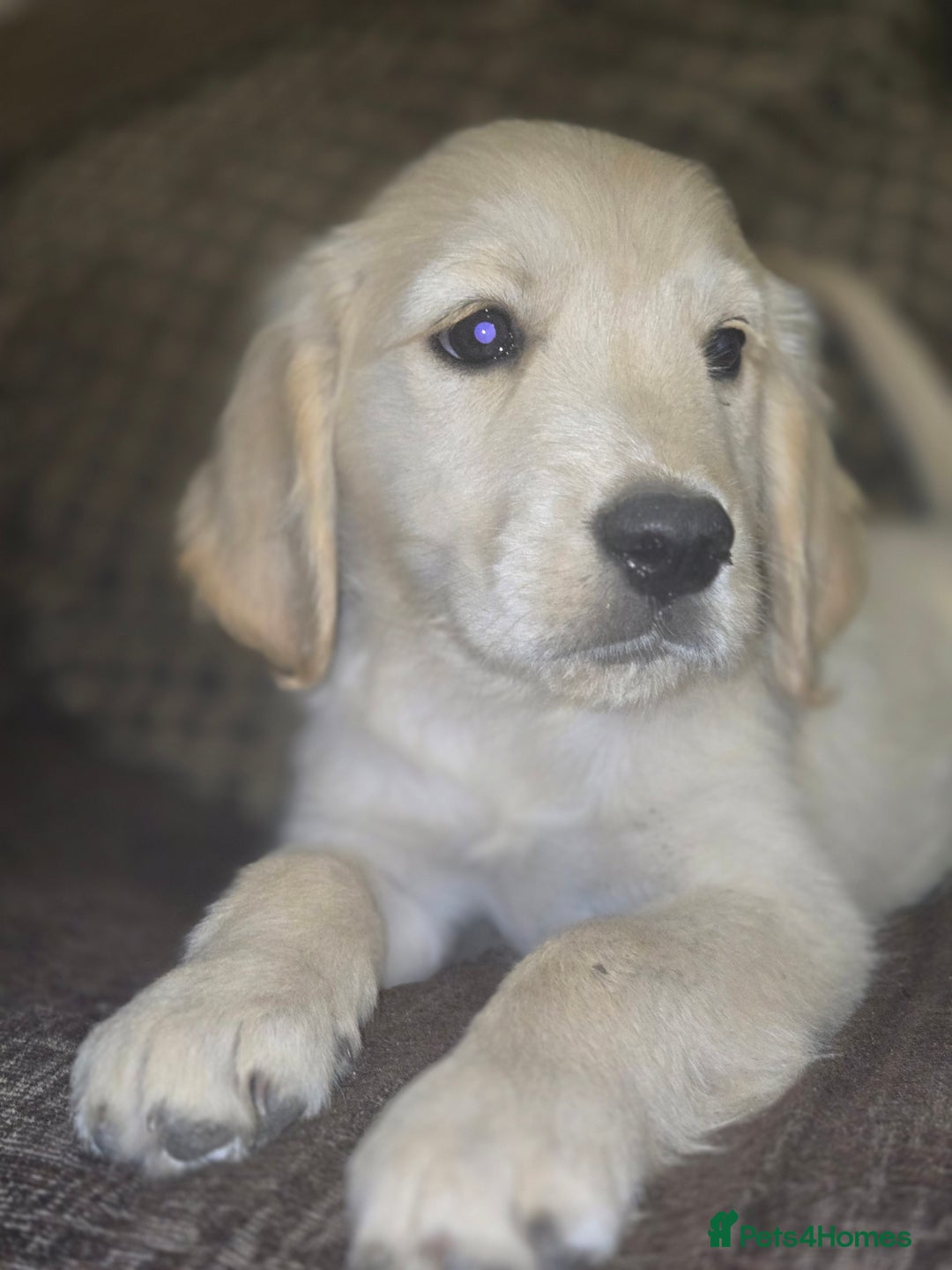 Golden Retriever dogs for sale: Ready to leave now 💕 fully vaccinated 🥰 - Image 14