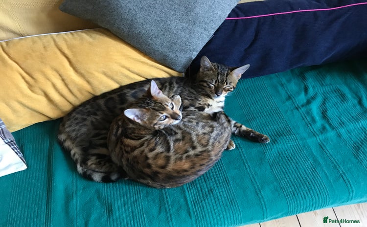 Bengal cats - Advert 6