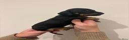 Miniature Dachshund dogs for sale: GORGEOUS KC MINIATURE DACHSHUND PUPPIES  - Advert 12