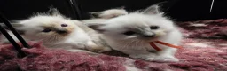 Ragdoll cats for sale: TICA/GCCF registered ragdoll kittens - Advert 14